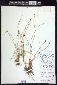 Juncus drummondii image