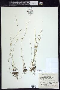 Juncus filiformis image