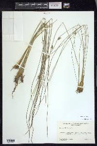 Juncus filiformis image