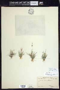 Juncus interior image