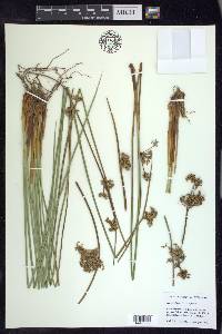Juncus effusus subsp. effusus image