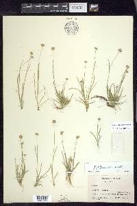 Juncus filipendulus image