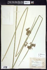 Juncus effusus var. solutus image