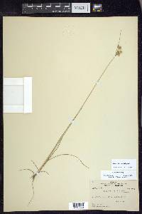 Juncus interior image