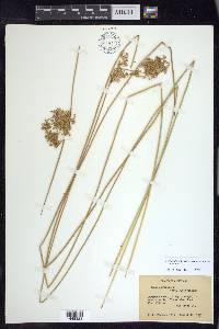 Juncus effusus subsp. austrocalifornicus image
