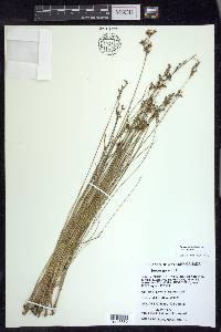 Juncus gerardii image