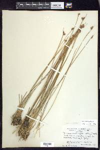 Juncus drummondii image