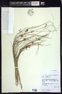 Juncus filiformis image