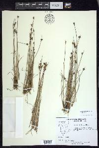 Juncus greenei image