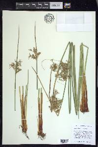 Juncus effusus subsp. effusus image