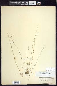 Juncus filiformis image