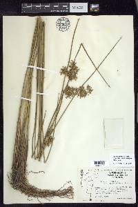 Juncus effusus var. solutus image