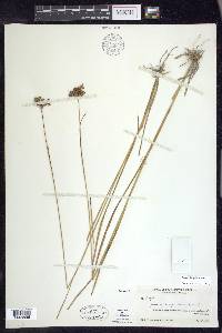 Juncus longii image