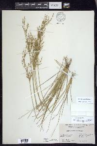 Juncus georgianus image