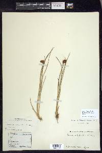 Juncus falcatus image