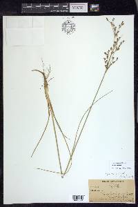 Juncus gerardii image