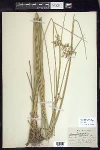 Juncus effusus var. solutus image