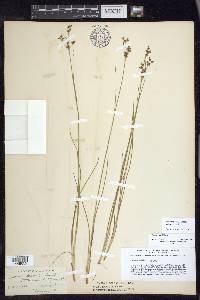 Juncus gerardii image