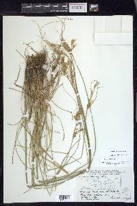 Juncus interior image