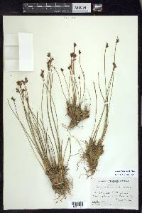 Juncus drummondii image