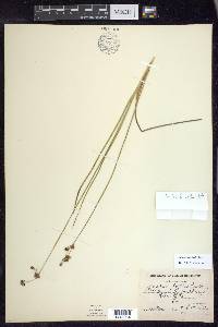 Juncus longistylis image