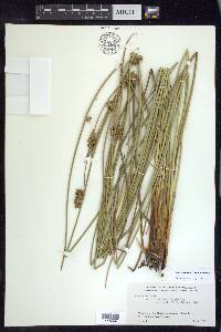Juncus effusus subsp. effusus image