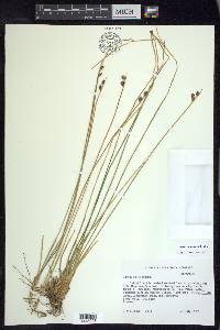 Juncus drummondii image