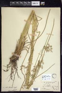 Juncus effusus var. solutus image