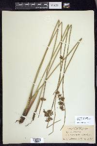 Juncus effusus var. solutus image