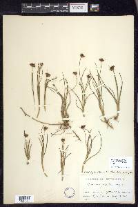 Juncus falcatus image