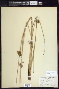 Juncus effusus var. solutus image