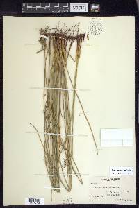 Juncus gymnocarpus image