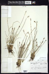 Juncus drummondii image