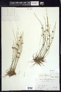 Juncus filiformis image