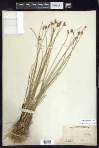 Juncus drummondii image