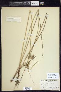 Juncus effusus var. solutus image