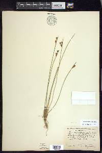 Juncus drummondii image