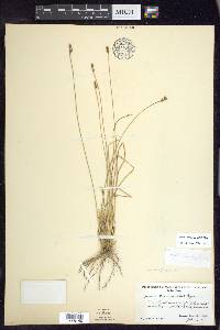 Juncus drummondii image