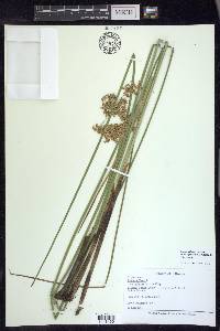 Juncus effusus var. solutus image