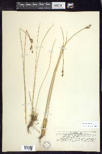 Juncus drummondii image