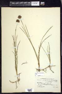 Juncus falcatus image