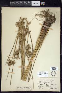 Juncus effusus var. solutus image