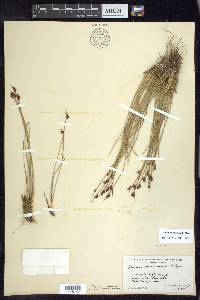 Juncus drummondii image