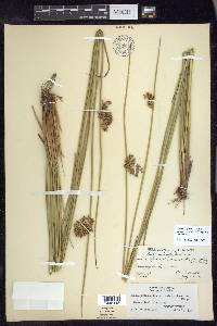 Juncus effusus var. solutus image