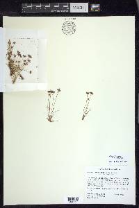 Juncus leiospermus var. ahartii image