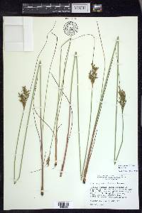 Juncus greenei image