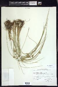 Juncus filiformis image