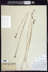 Juncus gerardii image