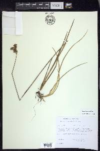 Juncus longistylis image