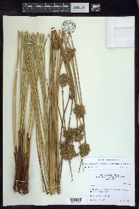 Juncus effusus subsp. pacificus image